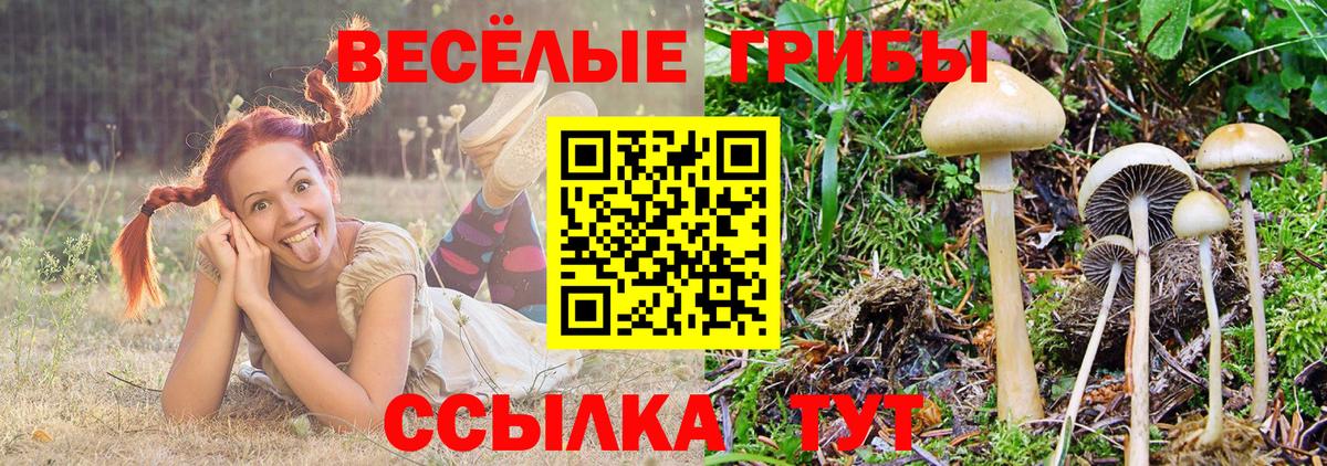 Псилоцибиновые грибы Psilocybe  Вход с VPN  Среднеуральск 